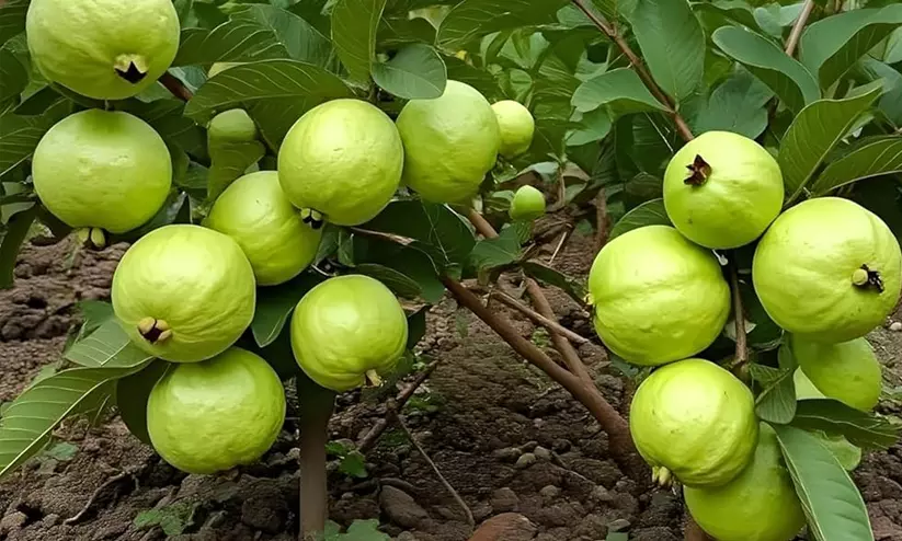 guava palnt guava palnt