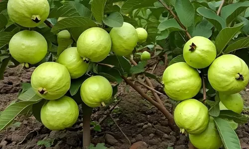 guava palnt guava palnt