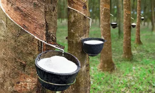 രാഹുൽ ഗാന്ധി വാഗ്ദാനം നൽകി, വി.ഡി. സതീശൻ ബജറ്റിൽ പ്രഖ്യാപിച്ചു; റ​ബ​ർ ത​റ​വി​ല​യി​ൽ പ്ര​തീ​ക്ഷ​യോ​ടെ ക​ർ​ഷ​ക​ർ