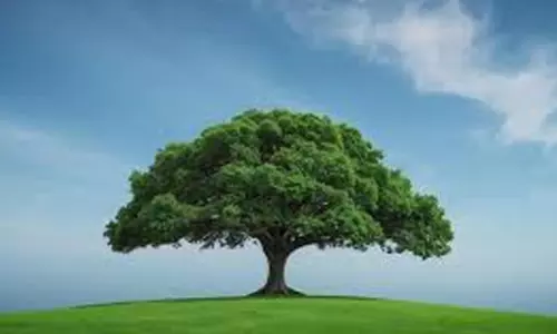 മരം ഒരു വരം മരം ഒരു വരം