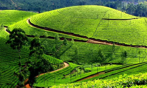 കേരളത്തിലേക്കുള്ള വിമാന ടിക്കറ്റ് വർധന; സീസണൽ ടൂറിസത്തിനും തിരിച്ചടി കേരളത്തിലേക്കുള്ള വിമാന ടിക്കറ്റ് വർധന; സീസണൽ ടൂറിസത്തിനും തിരിച്ചടി
