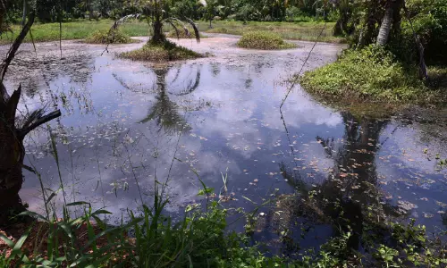 നിറം മാറ്റം; എൻ.സി കനാലിലെ വെള്ളം പരിശോധനക്കെടുത്തു