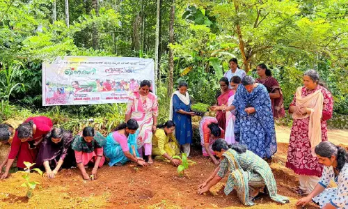 ഓണം പൊളിക്കും: കോട്ടത്തറയിൽ ചെണ്ടുമല്ലി കൃഷി ആരംഭിച്ചു