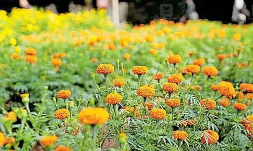 ഓണത്തിന് ഇനി രണ്ട് മാസം മാത്രം; ചെണ്ടുമല്ലി ഇപ്പോൾ നടാം, ആഗസ്റ്റിൽ പൂക്കൾ നിറയും
