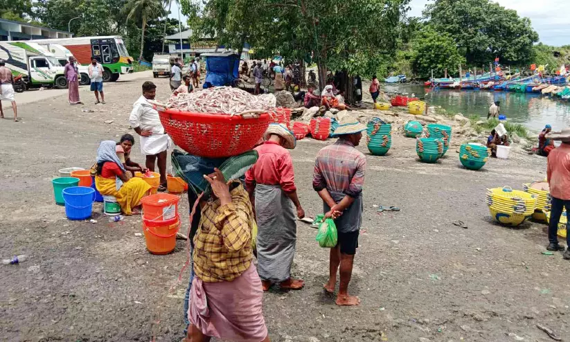 അമ്പലപ്പുഴയിൽ പരമ്പരാഗത മത്സ്യത്തൊഴിലാളികള്ക്ക് കൊഴുവ ചാകര; 50 കുട്ട വരെ ലഭിച്ച വള്ളങ്ങളുണ്ട് അമ്പലപ്പുഴയിൽ പരമ്പരാഗത മത്സ്യത്തൊഴിലാളികള്ക്ക് കൊഴുവ ചാകര; 50 കുട്ട വരെ ലഭിച്ച വള്ളങ്ങളുണ്ട്