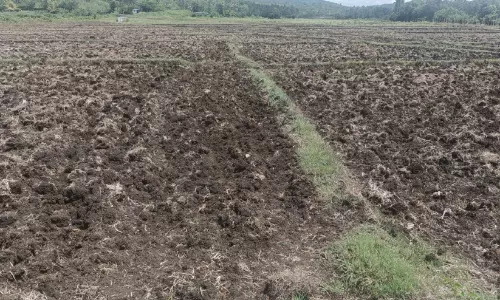 വയനാട്ടിൽ ലഭിച്ചത് 163 മില്ലിമീറ്റർ മഴ; മുൻ വർഷത്തെ അപേക്ഷിച്ച് ഏഴ് ശതമാനം മഴ കുറവ്