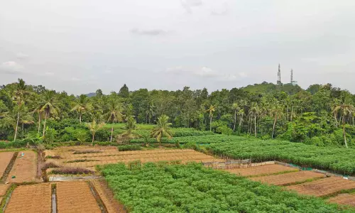 കപ്പയുടെ ബ്രാൻഡാകാൻ ഇലന്തൂർ ഗ്രാമം