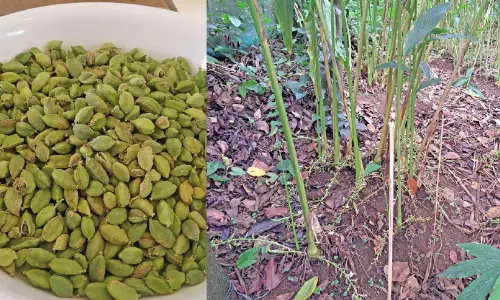 കാലാവസ്ഥ വ്യതിയാനവും ഉൽപാദനക്കുറവും; ഏലക്ക വില ഉയരുന്നു