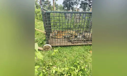 ഭീതിയൊഴിഞ്ഞു;  പൊൻകുഴിയിലെ കടുവ കൂട്ടിൽ