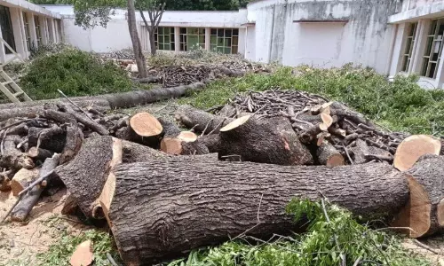 താഴെക്കോട് മരംമുറിക്കേസിലെ യഥാർഥ നഷ്ടം;ഉന്നത ഏജൻസിയുടെ സഹായം തേടാൻ പഞ്ചായത്ത് താഴെക്കോട് മരംമുറിക്കേസിലെ യഥാർഥ നഷ്ടം;ഉന്നത ഏജൻസിയുടെ സഹായം തേടാൻ പഞ്ചായത്ത്