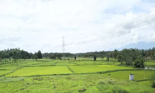താളം തെറ്റിയ കാലവർഷത്തിൽ നട്ടം തിരിഞ്ഞ് കർഷകർ