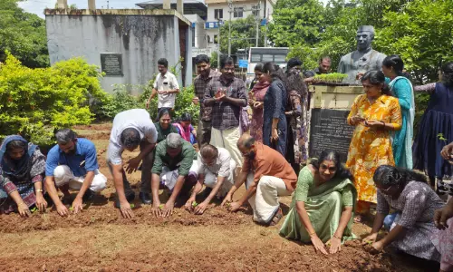 കാഞ്ഞങ്ങാട്ട് ചെണ്ടുമല്ലി കൃഷിക്ക് തുടക്കം