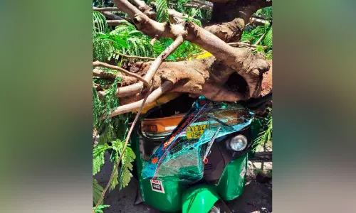 ക​ല​ക്​​ട​റേ​റ്റി​ലെ മ​രം ക​ട​പു​ഴ​കി ഓ​ട്ടോ​ക്ക്​ മു​ക​ളി​ൽ വീ​ണു; യാത്രക്കാരിയടക്കം നാലുപേർക്ക് പരിക്ക്