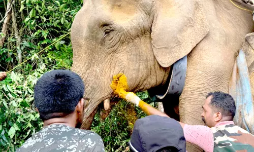 ഭീതി വിതച്ച കാട്ടാനയെ പിടികൂടി; റേഡിയോ കോളർ ഘടിപ്പിച്ചു