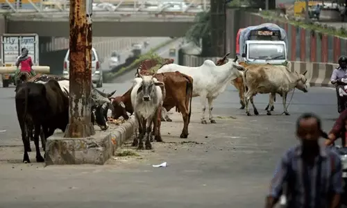 cattle attack