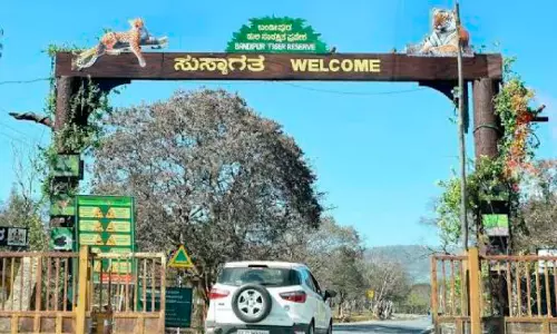 ബന്ദിപ്പുരിലും നാഗർഹോളയിലും ജംഗിൾ സഫാരി പൂർണമായും തുറക്കും