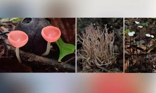ആറളത്ത് 215 ഇനം കൂണുകൾ കണ്ടെത്തി