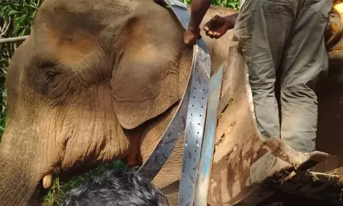 റേഡിയോ കോളർ ഘടിപ്പിച്ച കാട്ടാന ചെരിഞ്ഞു റേഡിയോ കോളർ ഘടിപ്പിച്ച കാട്ടാന ചെരിഞ്ഞു