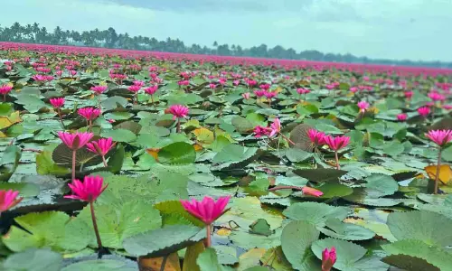 കടമ്പാടം പാടശേഖരത്ത് ആമ്പൽ വസന്തം; ആമ്പലോത്സവം ഇന്ന് മുതൽ