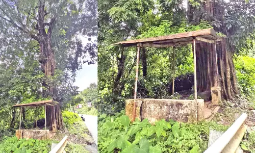 ബസ് കാത്തിരിപ്പുകേന്ദ്രത്തിന് അപകട ഭീഷണിയായി വൻമരം