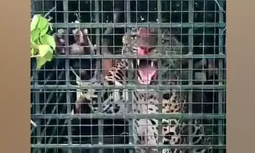 ഗ്രാമ്പിയിൽ നടന്നത് പുലികളി; പേരുദോഷം കടുവയ്ക്ക്? ഗ്രാമ്പിയിൽ നടന്നത് പുലികളി; പേരുദോഷം കടുവയ്ക്ക്?