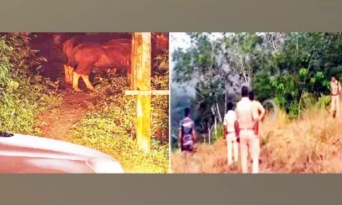 വെമ്പായം വേറ്റിനാട്ട് കാട്ടുപോത്തുകളുടെ സാന്നിധ്യം; തെരച്ചില്‍ ഊർജിതം