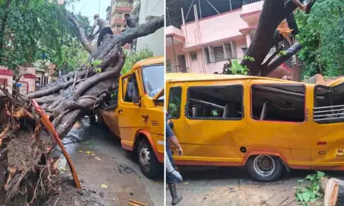 tree falls on school bus