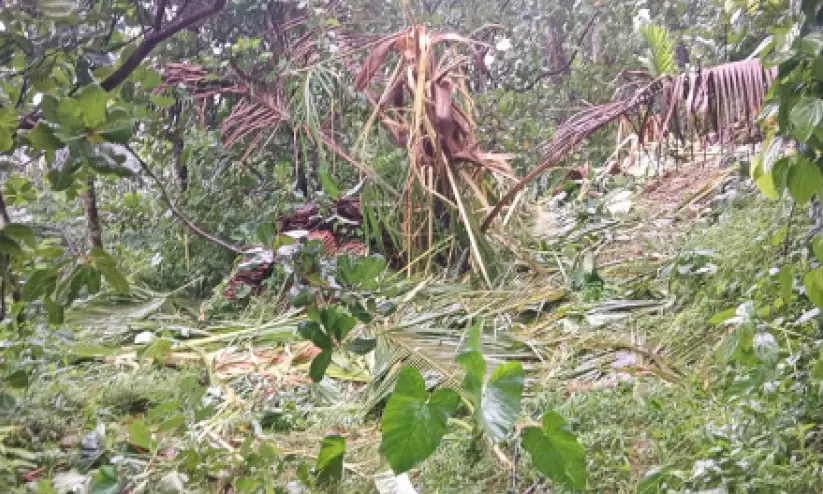 അയ്യങ്കുന്നിൽ കാട്ടാനയുടെ താണ്ഡവം; ഏക്കർകണക്കിന് കൃഷി നശിപ്പിച്ചു അയ്യങ്കുന്നിൽ കാട്ടാനയുടെ താണ്ഡവം; ഏക്കർകണക്കിന് കൃഷി നശിപ്പിച്ചു
