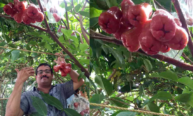 ഇന്ന് അന്താരാഷ്ട്ര പഴദിനം; ഫലവൃക്ഷങ്ങളുടെ വിസ്മയ ലോകം തീർത്ത സംതൃപ്തിയിൽ ജിജു ഇന്ന് അന്താരാഷ്ട്ര പഴദിനം; ഫലവൃക്ഷങ്ങളുടെ വിസ്മയ ലോകം തീർത്ത സംതൃപ്തിയിൽ ജിജു
