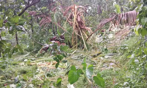 അയ്യങ്കുന്നിൽ കാട്ടാനയുടെ താണ്ഡവം; ഏക്കർകണക്കിന് കൃഷി നശിപ്പിച്ചു അയ്യങ്കുന്നിൽ കാട്ടാനയുടെ താണ്ഡവം; ഏക്കർകണക്കിന് കൃഷി നശിപ്പിച്ചു