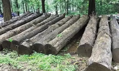 Muttil Tree Felling Case