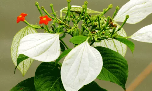 വെള്ളില