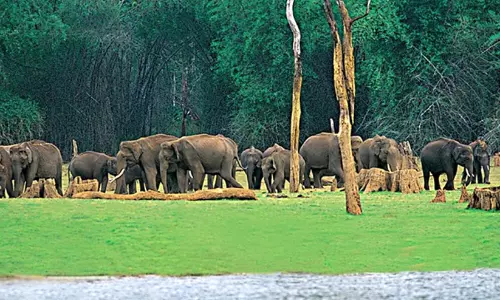 മനുഷ്യ-വന്യജീവി സംഘർഷം: വനം വകുപ്പ് ശാസ്ത്രീയ പഠനത്തിന് മനുഷ്യ-വന്യജീവി സംഘർഷം: വനം വകുപ്പ് ശാസ്ത്രീയ പഠനത്തിന്