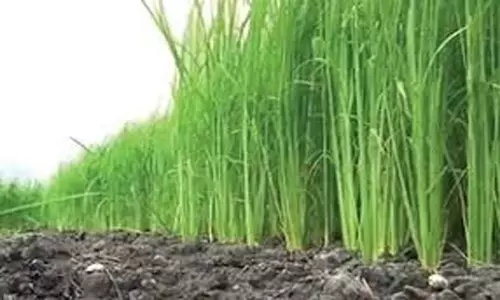 പൊക്കാളി കൃഷി നശിപ്പിക്കുന്ന പറവകളെ നിയന്ത്രിക്കാൻ നടപടി വേണം