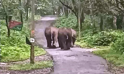 പെരുന്തോയിൽ  കാട്ടാനക്കൂട്ടമിറങ്ങി; ക​ഴി​ഞ്ഞ രാ​ത്രി​യി​ൽ കാ​ട്ടാ​ന​ക്കൂ​ട്ട​മി​റ​ങ്ങി​യ​ത് നാ​ട്ടു​കാ​രി​ൽ വീ​ണ്ടും ഭീ​തി ജ​നി​പ്പി​ക്കു​ന്നു