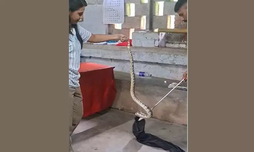 പാർട്ടി ഓഫിസിനുള്ളിലും പാമ്പ്; സി.പി.എം പ്രാദേശിക ഓഫിസിൽ കയറിയ പെരുമ്പാമ്പിനെ പിടികൂടി പാർട്ടി ഓഫിസിനുള്ളിലും പാമ്പ്; സി.പി.എം പ്രാദേശിക ഓഫിസിൽ കയറിയ പെരുമ്പാമ്പിനെ പിടികൂടി