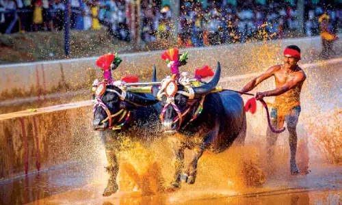 ദസറക്ക് കമ്പള ഉൾപ്പെടുത്തുന്നത് പുനഃപരിശോധിക്കണം -മൈസൂർ-കുടക് എം.പി