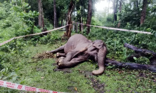 വിളി കേട്ടില്ല; നാട്ടുകാരുടെ പ്രിയങ്കരി  ലക്ഷ്മി ചെരിഞ്ഞു