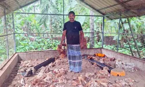 തെരുവുനായ് ആക്രമണം; അരയാക്കൂലിൽ നൂറോളം നാടൻകോഴികൾ ചത്തു