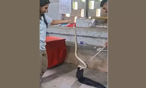 പാർട്ടി ഓഫിസിനുള്ളിലും പാമ്പ്; സി.പി.എം പ്രാദേശിക ഓഫിസിൽ കയറിയ പെരുമ്പാമ്പിനെ പിടികൂടി
