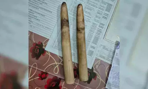 അസമിൽ ആനക്കൊമ്പ് കടത്ത്, വൻതോതിൽ സാൽ മരത്തടികളും പിടിച്ചെടുത്തു; പ്രതികൾ അറസ്റ്റിൽ അസമിൽ ആനക്കൊമ്പ് കടത്ത്, വൻതോതിൽ സാൽ മരത്തടികളും പിടിച്ചെടുത്തു; പ്രതികൾ അറസ്റ്റിൽ