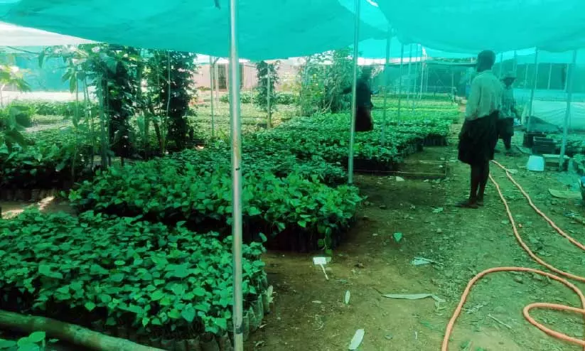മഴക്കുറവ്; നഴ്സറികൾ പ്രതിസന്ധിയിൽ മഴക്കുറവ്; നഴ്സറികൾ പ്രതിസന്ധിയിൽ