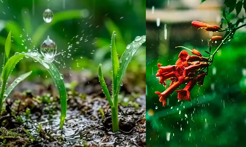 monsoon monsoon
