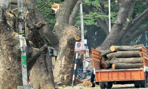 മൂന്ന് വർഷത്തിനുള്ളിൽ 19,000 മരങ്ങൾ മുറിച്ചുമാറ്റി മൂന്ന് വർഷത്തിനുള്ളിൽ 19,000 മരങ്ങൾ മുറിച്ചുമാറ്റി