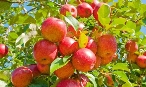 കാലാവസ്ഥ വ്യതിയാനം: ഹിമാചൽ പ്രദേശിൽ ആപ്പിൾ ഉൽപാദനം കുത്തനെ ഇടിയുന്നു