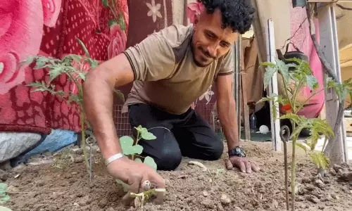 കൃഷി ഭൂമി നഷ്ടപ്പെട്ടു:കൂടാരത്തിനരികിൽ കൃഷി;വിശപ്പിനെ ചെറുത്ത് ഗസ്സയിലെ കുടിയൊഴിപ്പിക്കപ്പെട്ട കർഷകർ കൃഷി ഭൂമി നഷ്ടപ്പെട്ടു:കൂടാരത്തിനരികിൽ കൃഷി;വിശപ്പിനെ ചെറുത്ത് ഗസ്സയിലെ കുടിയൊഴിപ്പിക്കപ്പെട്ട കർഷകർ