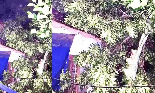 കാറ്റിലും മഴയിലും മരം വീണ് വീട് തകർന്നു; 90കാരിക്ക് പരിക്ക്