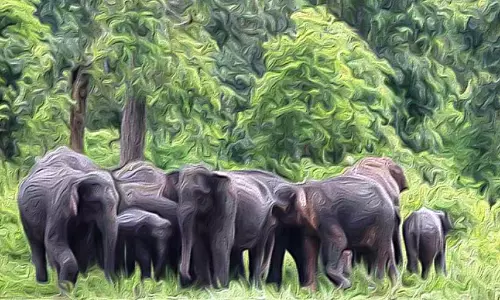 കാടുകയറ്റിയിട്ടും ആനകൾ നാട്ടിൽ; കാടുകയറ്റിയ 25ലേറെആനകൾ പാലപ്പിള്ളിയിൽ