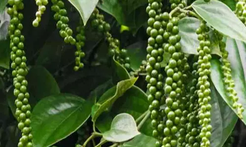 ‘കറുത്ത പൊന്ന്’ നടേണ്ട സമയം ഇതുതന്നെ; നടീൽ രീതിയും ഇനങ്ങളും