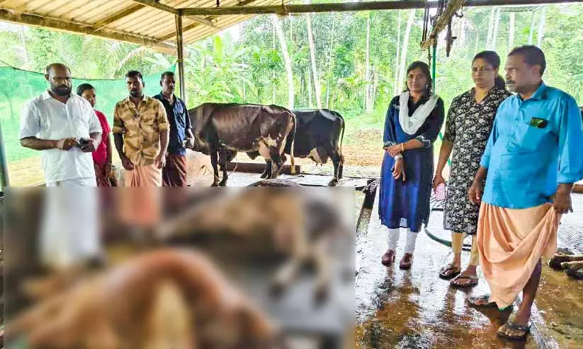 പശുക്കൾ കൂട്ടത്തോടെ ചത്തു പശുക്കൾ കൂട്ടത്തോടെ ചത്തു
